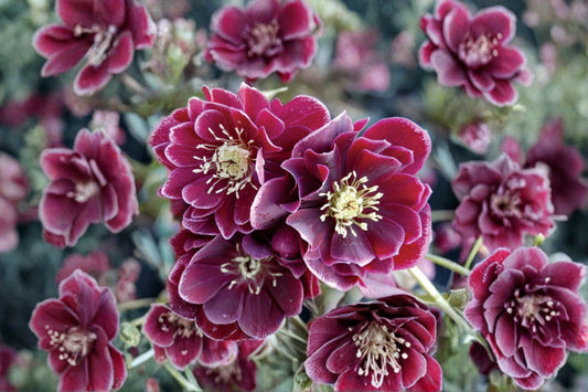 Lenten Rose 'Amethyst Gem' | Winter Jewels Hellebore | Evergreen Shade Perennial | Purple Lenten Rose | Deer Resistant Live Plant