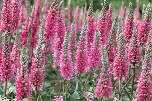 Veronica 'Red Fox' | Red Speedwell Perennial | Rose Pink Flower Spikes | Pollinator Plant | Deer Resistant | 1 Gallon Live Plant