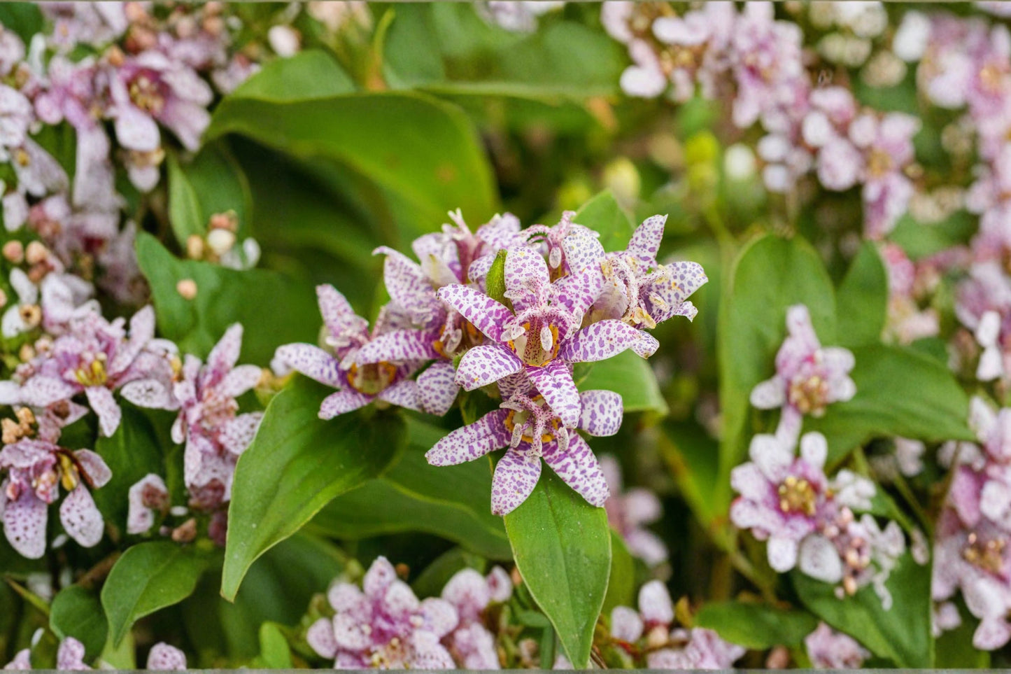 Tricyrtis 'Seiryu' | Toad Lily | Orchid-Like Shade Perennial | Late Summer Bloomer | Woodland Garden Plant | 4.5" Live Plant