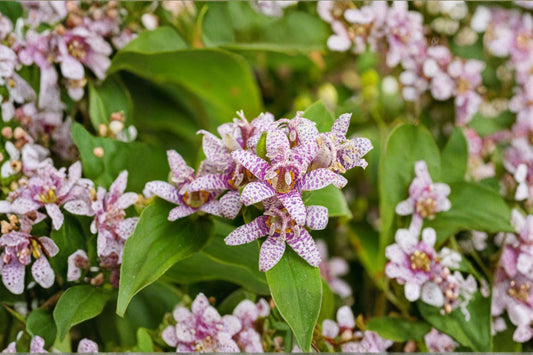 Tricyrtis 'Seiryu' | Toad Lily | Orchid-Like Shade Perennial | Late Summer Bloomer | Woodland Garden Plant | 4.5" Live Plant