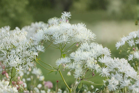 Thalictrum 'Nimbus White' | Meadow Rue Perennial | White Flowering Plant | Tall Cottage Garden Flower | 1 Gallon Live Plant