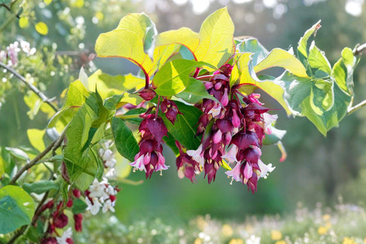 Leycesteria 'Jealousy' | Golden Himalayan Honeysuckle | Colorful Evergreen Shrub | Pollinator Plant | Burgundy Flowers | 1 Gallon