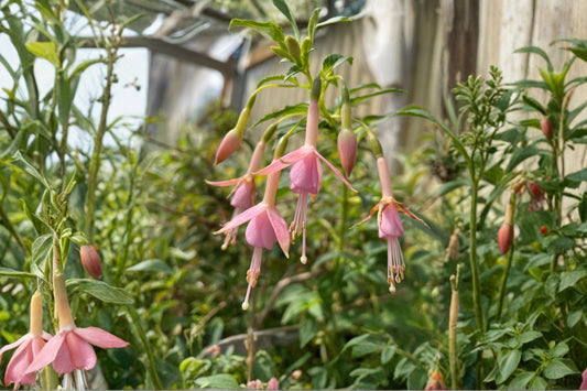 Fuchsia 'White Knights Pearl' | Hardy Fuchsia | Light Pink Flowering Shrub | Hummingbird Plant | Long Blooming Perennial | 1 Gallon