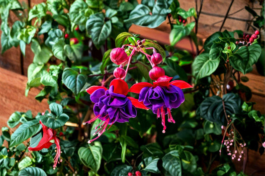 Fuchsia 'Tricolor' | Hardy Variegated Fuchsia | Red & Violet Flowers | Hummingbird Plant | Long Blooming Perennial | 1 Gallon