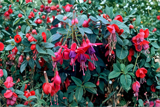 Fuchsia 'Tom Thumb' | Hardy Dwarf Fuchsia | Purple & Red Flowers | Hummingbird Plant | Long Blooming Perennial | 1 Gallon Pot