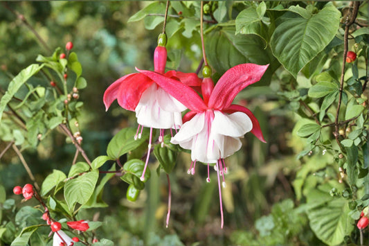 Fuchsia 'Lady Thumb' | Hardy Fuchsia | Pink & White Flowers | Hummingbird Plant | Long Blooming Perennial | 1 Gallon Pot