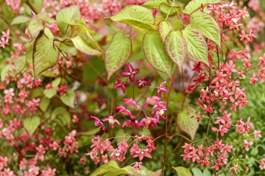 Epimedium x rubrum | Bishop's Hat | Red Barrenwort | Fairy Wings | Shade Groundcover | Deer Resistant Perennial | 1 Gallon Pot