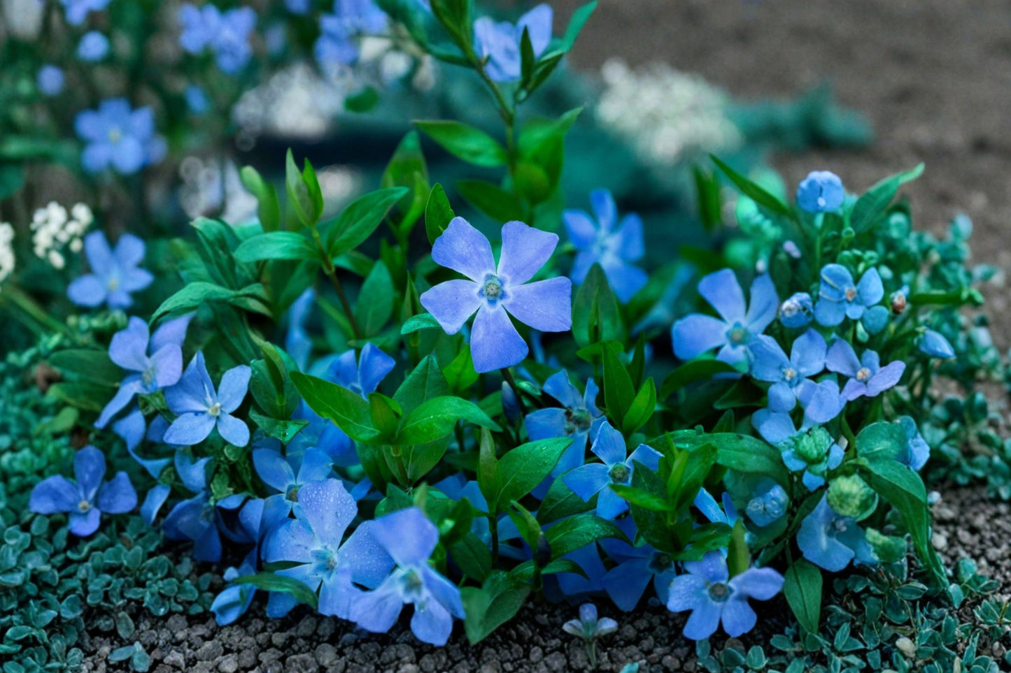 Vinca minor Trio | Periwinkle 'Alba' 'Merlot' & 'Bowles Blue' | Evergreen Groundcover | Shade Perennial | 3 Live Plants
