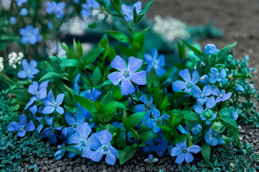 Vinca minor Trio | Periwinkle 'Alba' 'Merlot' & 'Bowles Blue' | Evergreen Groundcover | Shade Perennial | 3 Live Plants