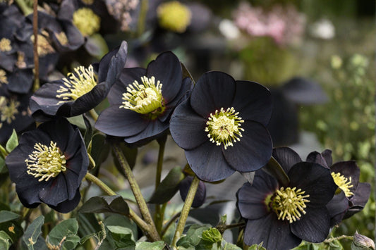 Lenten Rose 'Black Diamond' | Winter Jewels Hellebore | Evergreen Shade Perennial | Black Blooms | Deer Resistant | 1 Gallon Pot