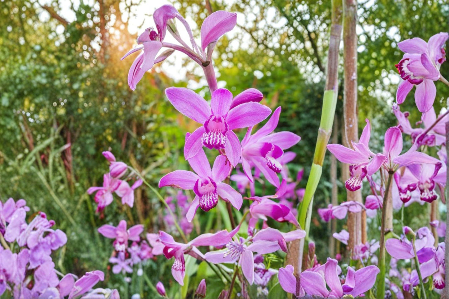 Bletilla striata 'Yokohama' | Chinese Ground Orchid | Rare Hardy Orchid | Shade Perennial | Pale Pink Flowers | 4.5" Pot