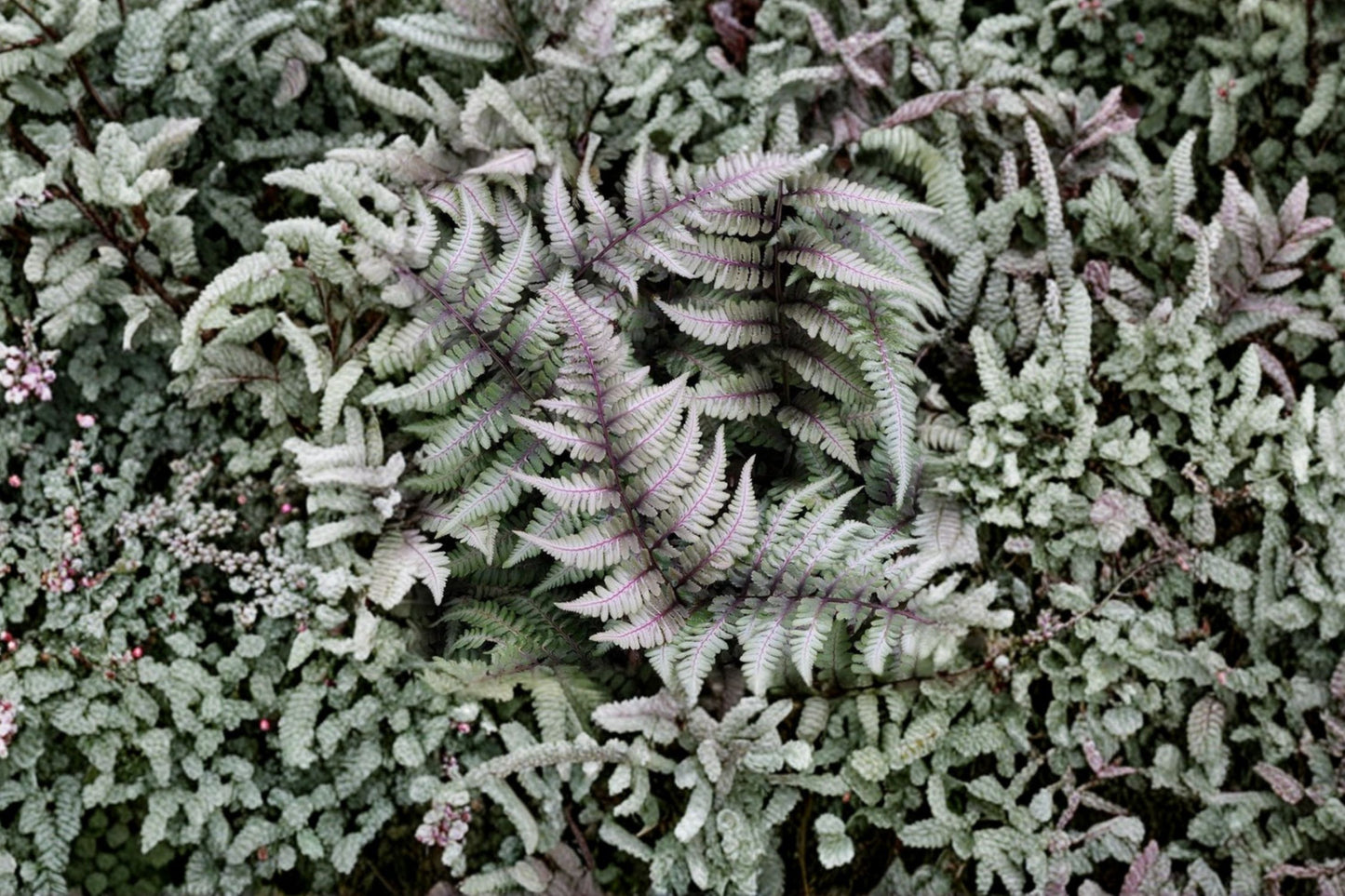 Athyrium niponicum 'Metallicum' | Japanese Painted Fern | Silver Purple Fern | Shade Perennial | Deer Resistant | 13.5" Potted Plant