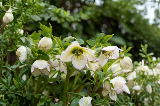 Lenten Rose 'Champion' | Creamy White Christmas Rose | Evergreen Hellebore | Shade Perennial | Winter Blooms | 4.5" Pot