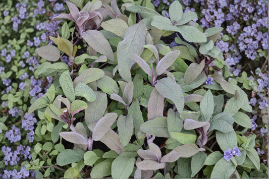 Purple Sage Plant | Salvia officinalis 'Purpurascens' | Culinary Herb | Purple Leaf Sage | Aromatic Perennial | Pollinator Friendly | Live Plant