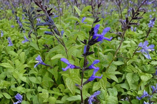 Salvia 'Black and Blue' | Blue Anise Sage | Hummingbird Plant | Blue Flowering Perennial | Pollinator Plant | Live Salvia | 1 Gallon Pot