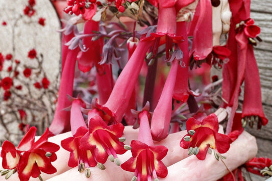 Phygelius 'Colorburst Deep Red' | Cape Fuchsia | Red Hummingbird Plant | Long Blooming Perennial Shrub | Semi Evergreen | Live Plant
