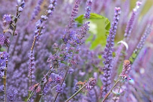 Nepeta 'Walker's Low' | Catmint Plant | Pollinator Perennial | Bee Friendly Flower | Lavender Blue Blooms | Drought Tolerant | Live Plant