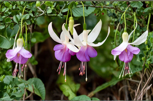 Fuchsia 'Delta's Sarah' | Hardy Fuchsia | White & Violet Blue Flowers | Hummingbird Plant | Long Blooming Perennial | Cottage Garden | 1 Gallon Live Plant