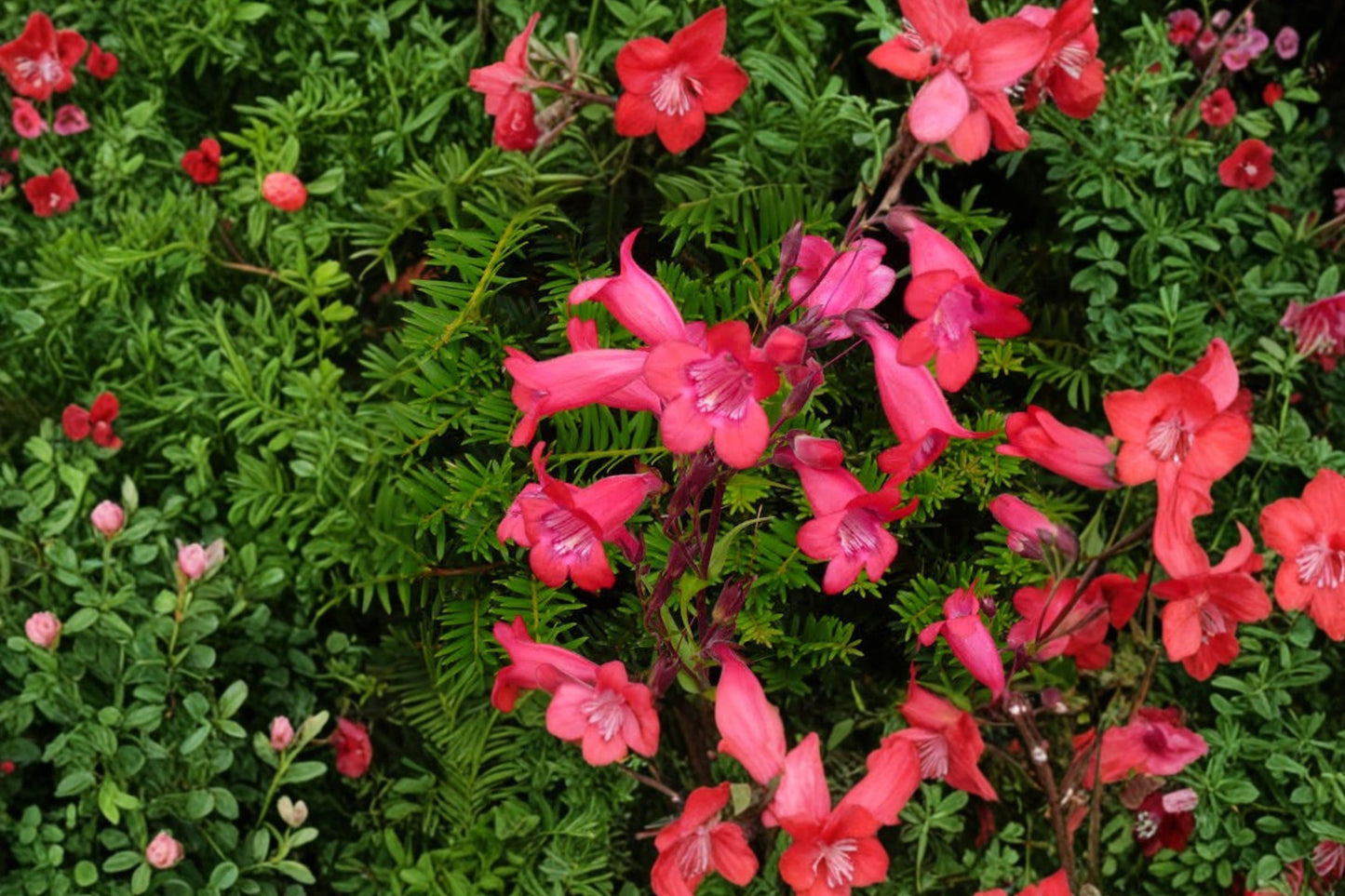 Penstemon 'Firebird' | Red Beardtongue | Hummingbird Perennial | Drought-Tolerant Flower | Pollinator Plant | Semi-Evergreen | Live Plant 3.5" Pot