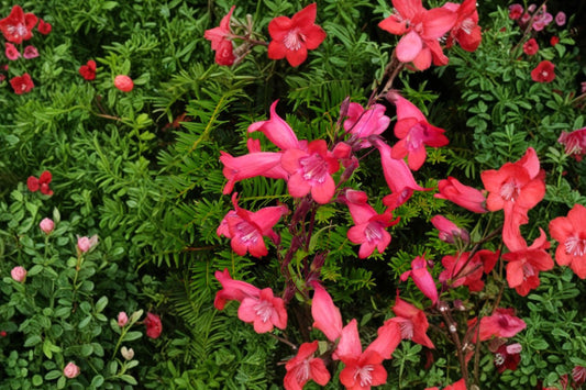 Penstemon 'Firebird' | Red Beardtongue | Hummingbird Perennial | Drought-Tolerant Flower | Pollinator Plant | Semi-Evergreen | Live Plant 3.5" Pot