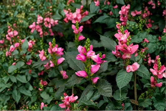 Chelone 'Hot Lips' | Pink Turtlehead Plant | Native Pollinator Perennial | Hummingbird Flower | Moist Shade Garden | Live Plant 3.5" Pot