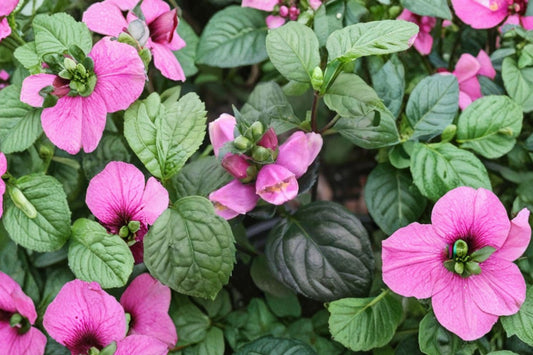 Chelone 'Tiny Tortuga' PP25350 | Dwarf Pink Turtlehead | Native Pollinator Perennial | Hummingbird Plant | Shade Garden | Live Plant 3.5" Pot
