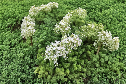 Sedum borchii 'Sport' | Evergreen Stonecrop | Hardy Succulent Groundcover | Fairy Garden Plant | Drought Tolerant Live Plant | 3.5" Pot