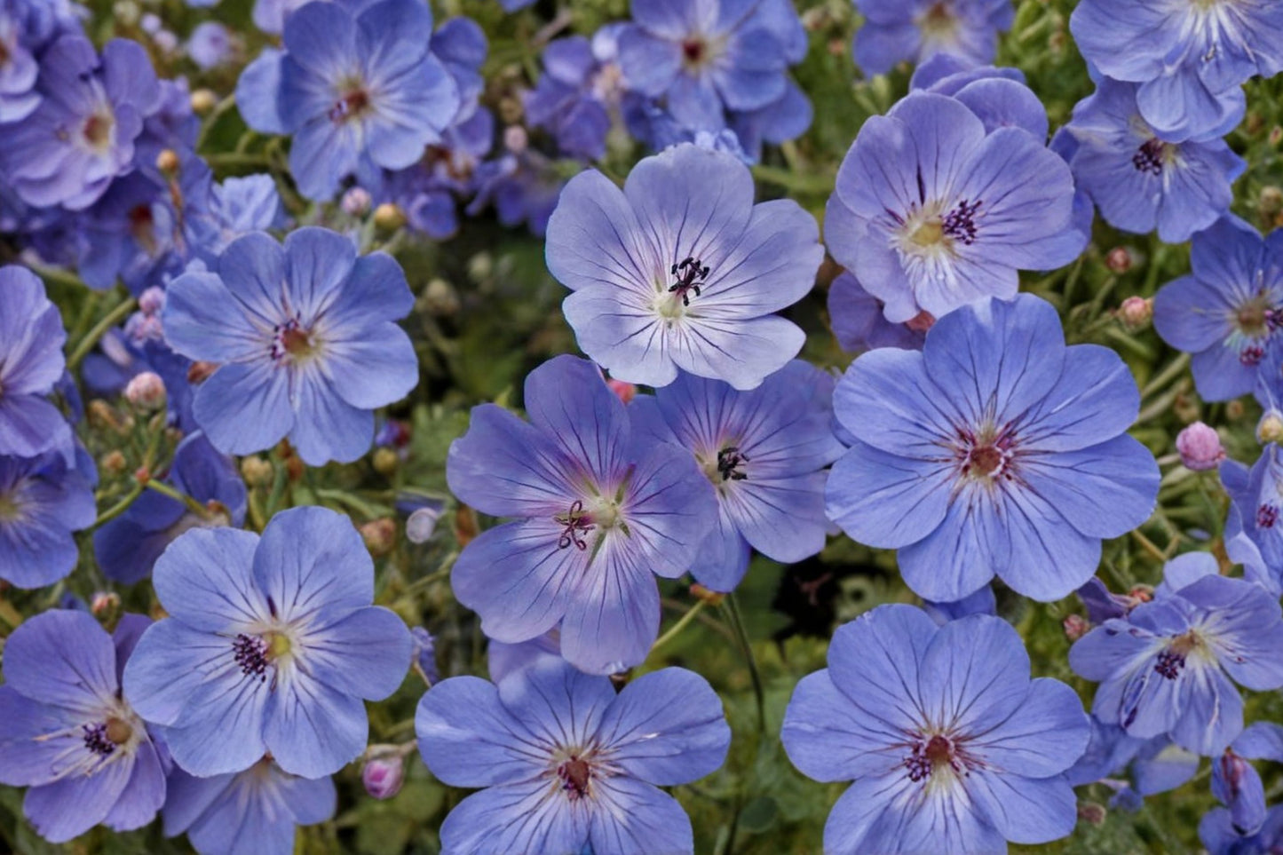 Geranium 'Rozanne' | Hardy Cranesbill | Long Blooming Perennial | Violet Blue Flowers | Deer Resistant Live Plant | 1 Gallon Potted Geranium