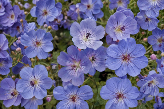 Geranium 'Rozanne' | Hardy Cranesbill | Long Blooming Perennial | Violet Blue Flowers | Deer Resistant Live Plant | 1 Gallon Potted Geranium