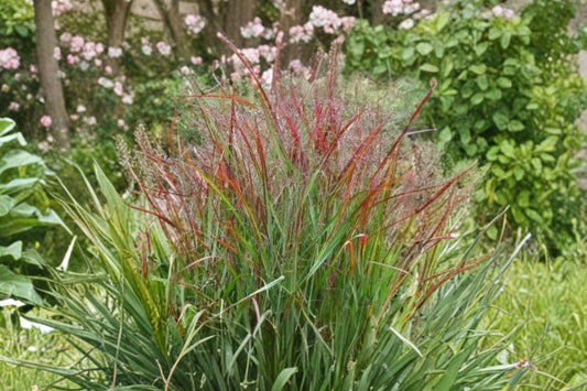 Panicum 'Shenandoah' | Red Switchgrass | Native Ornamental Grass | Burgundy Fall Color | Deer Resistant Perennial | 1 Gallon Live Plant