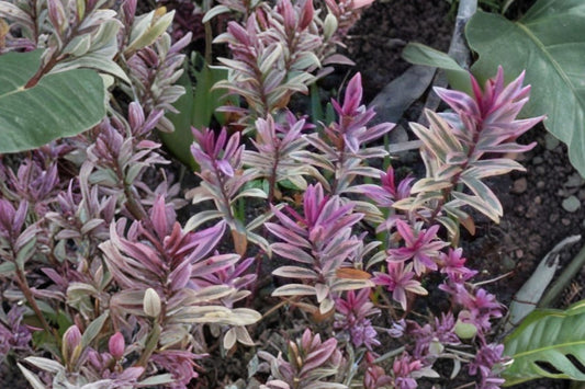 Hebe 'Walter Buccleugh' | Evergreen Hebe Shrub | Compact Purple Flowering Shrub | Pollinator Friendly | Live Plant | 4" Pot or 1 Gallon
