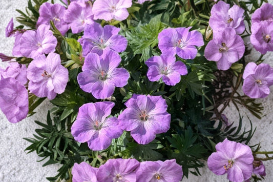 Geranium sanguineum | Bloody Cranesbill | Hardy Geranium | Pink Purple Perennial | Deer Resistant Groundcover | 1 Gallon Live Plant