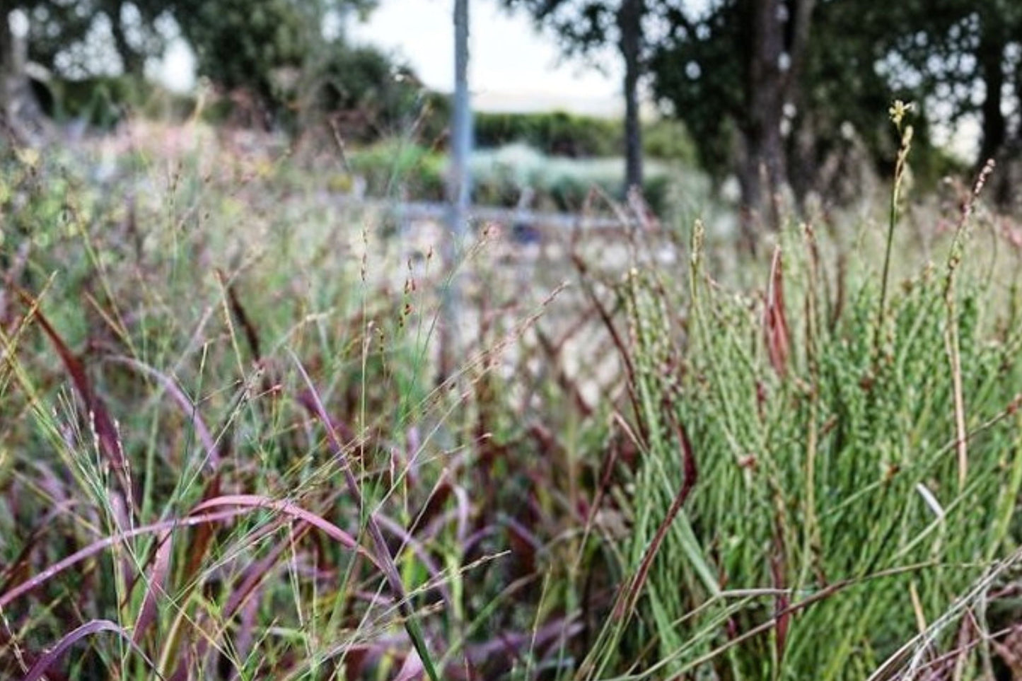 Panicum virgatum 'Shenandoah' | Red Switchgrass | Native Ornamental Grass | Burgundy Fall Foliage | Deer Resistant | 1 Gallon Live Plant