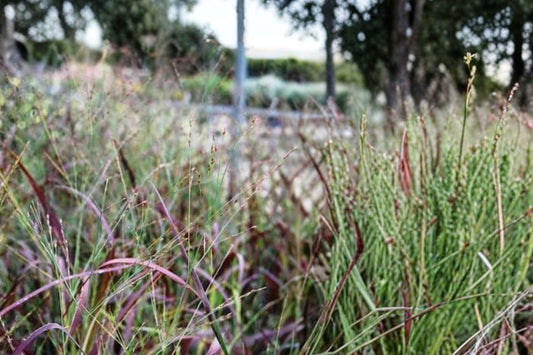 Panicum virgatum 'Shenandoah' | Red Switchgrass | Native Ornamental Grass | Burgundy Fall Foliage | Deer Resistant | 1 Gallon Live Plant