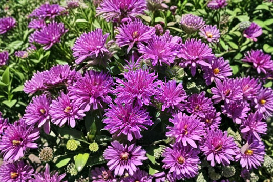 Monarda didyma 'Balmy Lilac' | Compact Bee Balm | Pollinator Perennial | Hummingbird & Butterfly Plant | Deer Resistant | 1 Gallon Live Plant