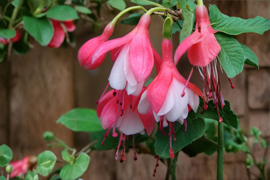 Fuchsia 'Lady Thumb' | Hardy Fuchsia | Compact Pink & White Flowering Shrub | Hummingbird Plant | Container Garden | 1 Gallon Live Plant