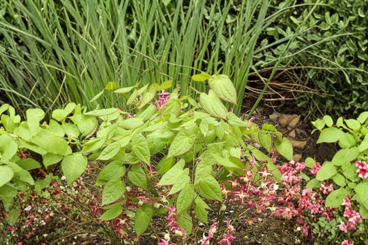 1 Gallon Epimedium x rubrum Live Plant | Red Barrenwort | Bishop's Hat | Fairy Wings | Shade Ground Cover | Deer Resistant Perennial | Woodland Garden