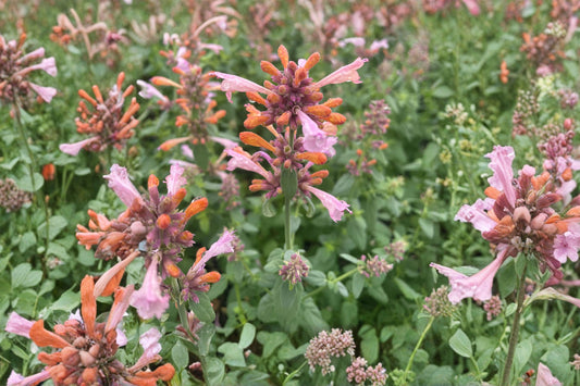 4 Inch Agastache Arizona Sunset Live Plant | Hummingbird Mint | Hyssop Perennial | Butterfly & Hummingbird Plant | Drought Tolerant | Deer Resistant
