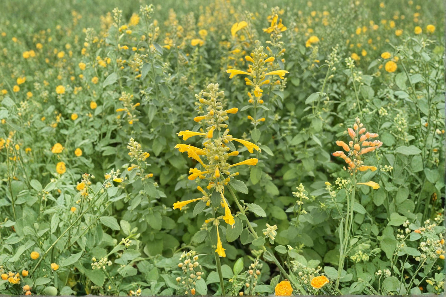 4 Inch Agastache Arizona Sun Live Plant | Yellow Hummingbird Mint | Hyssop Perennial | Butterfly & Hummingbird Plant | Deer Resistant
