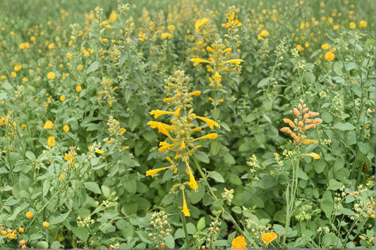 4 Inch Agastache Arizona Sun Live Plant | Yellow Hummingbird Mint | Hyssop Perennial | Butterfly & Hummingbird Plant | Deer Resistant