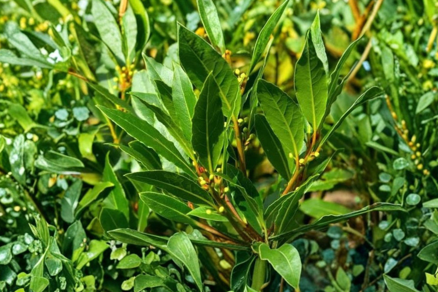 1 Gallon Bay Laurel Tree Live Plant | Laurus nobilis | Bay Leaf Herb | Sweet Bay | Culinary Herb Tree | Evergreen Patio Plant | Edible Leaves