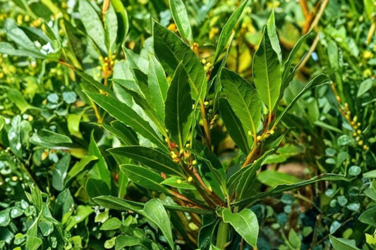 1 Gallon Bay Laurel Tree Live Plant | Laurus nobilis | Bay Leaf Herb | Sweet Bay | Culinary Herb Tree | Evergreen Patio Plant | Edible Leaves