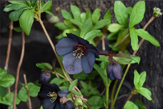Lenten Rose Black Diamond Live Plant | Winter Jewels Hellebore | Evergreen Shade Perennial | Black Flowers | Deer Resistant | Early Bloomer