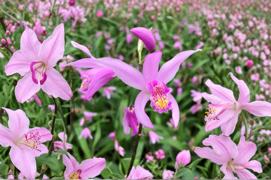 4.5 Inch Bletilla Yokohama Live Plant | Chinese Ground Orchid | Hardy Terrestrial Orchid | Pink Orchid | Shade Perennial | Rare Garden Plant