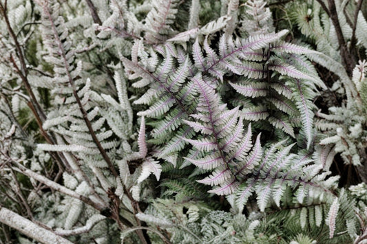 13.5 Inch Japanese Painted Fern Live Plant | Athyrium Metallicum | Shade Fern | Silver Foliage | Deer Resistant | Woodland Garden | Large Potted Fern