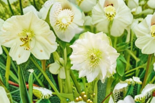 4.5 Inch Lenten Rose Champion Live Plant | Creamy White Hellebore | Evergreen Shade Perennial | Deer Resistant | Early Spring Bloomer