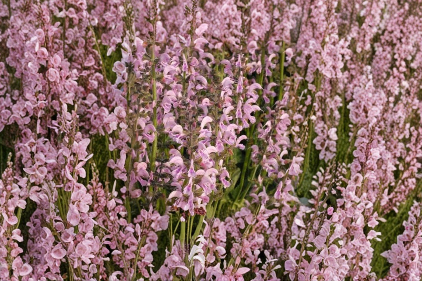 1 Gallon Salvia Eveline Live Plant | Pink Perennial Sage | Pollinator Friendly | Deer Resistant | Cottage Garden Flower | Long Blooming