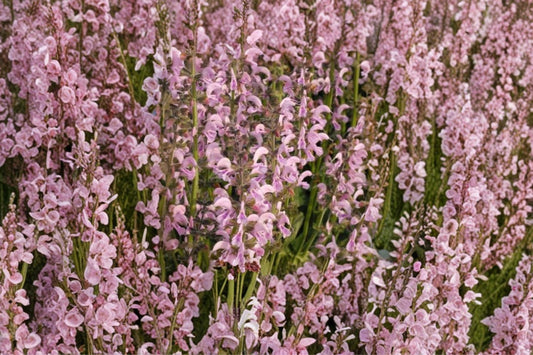 1 Gallon Salvia Eveline Live Plant | Pink Perennial Sage | Pollinator Friendly | Deer Resistant | Cottage Garden Flower | Long Blooming
