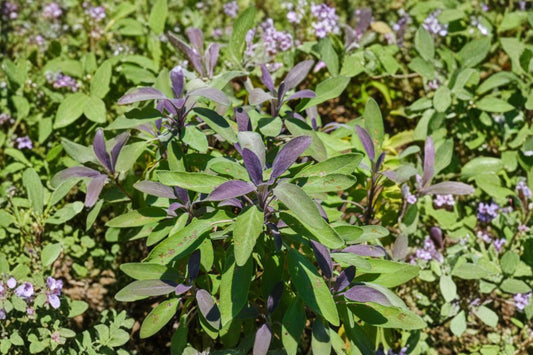 3.5 Inch Purple Sage Live Plant | Salvia officinalis Purpurascens | Culinary Herb | Edible Sage | Pollinator Friendly | Aromatic Herb