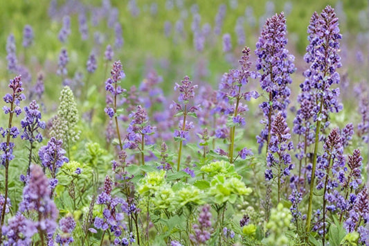 1 Gallon Walker's Low Catmint Live Plant | Nepeta | Pollinator Perennial | Bee Friendly | Deer Resistant | Drought Tolerant | Purple Flowers